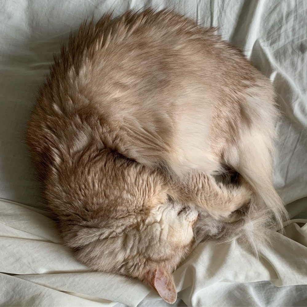 A long haired caramel coloured cat is sleeping curled up in a ball