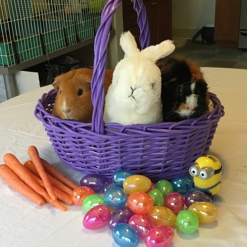 Two guinea pigs and a stuffed rabbit in a purple Easter basket, with carrots and plastic eggs. 