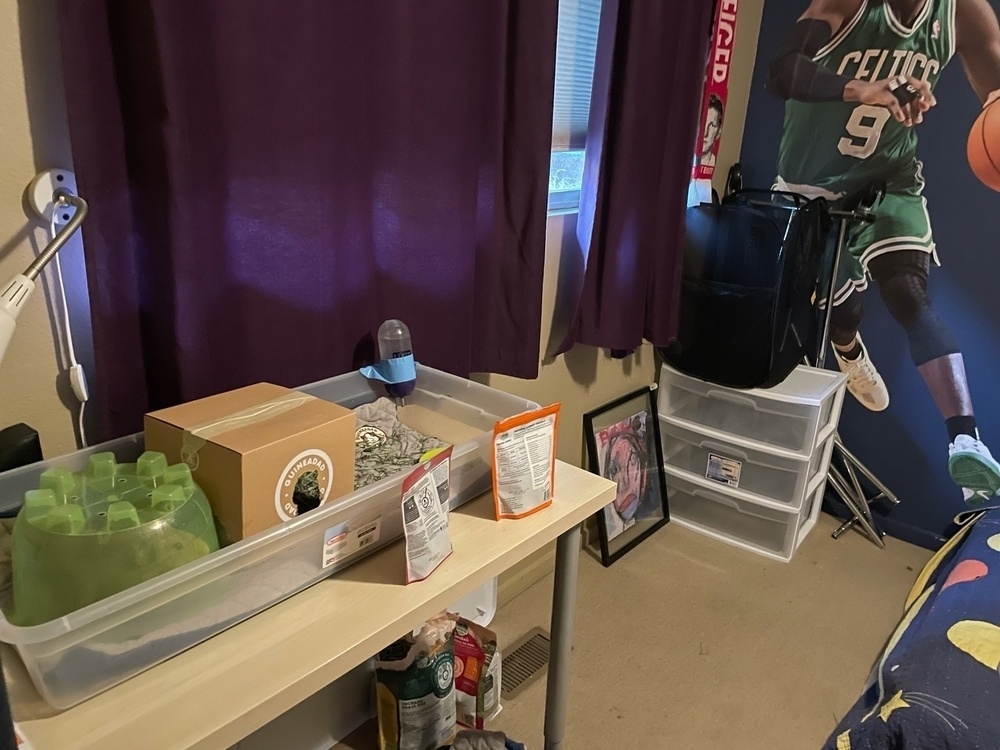 Guinea pig habitat on a desk in my nephew's bedroom.