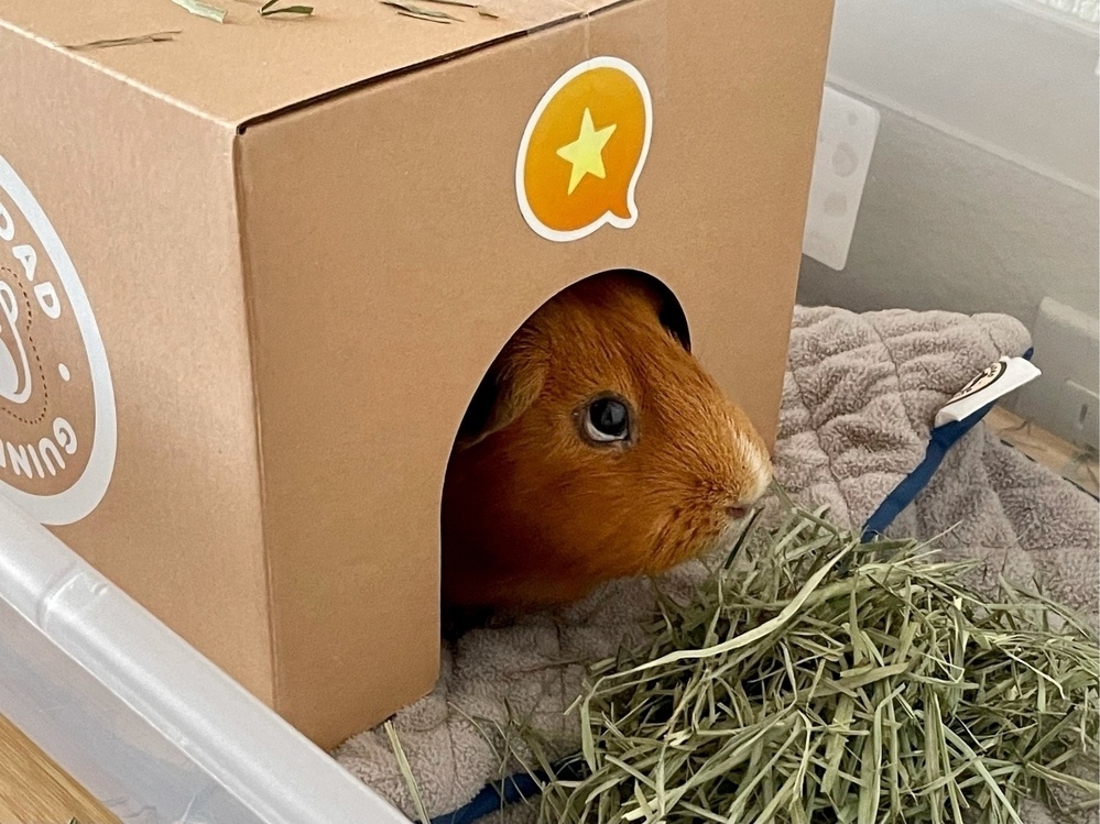guinea pig in a cardboard hidey with Micro.blog sticker
