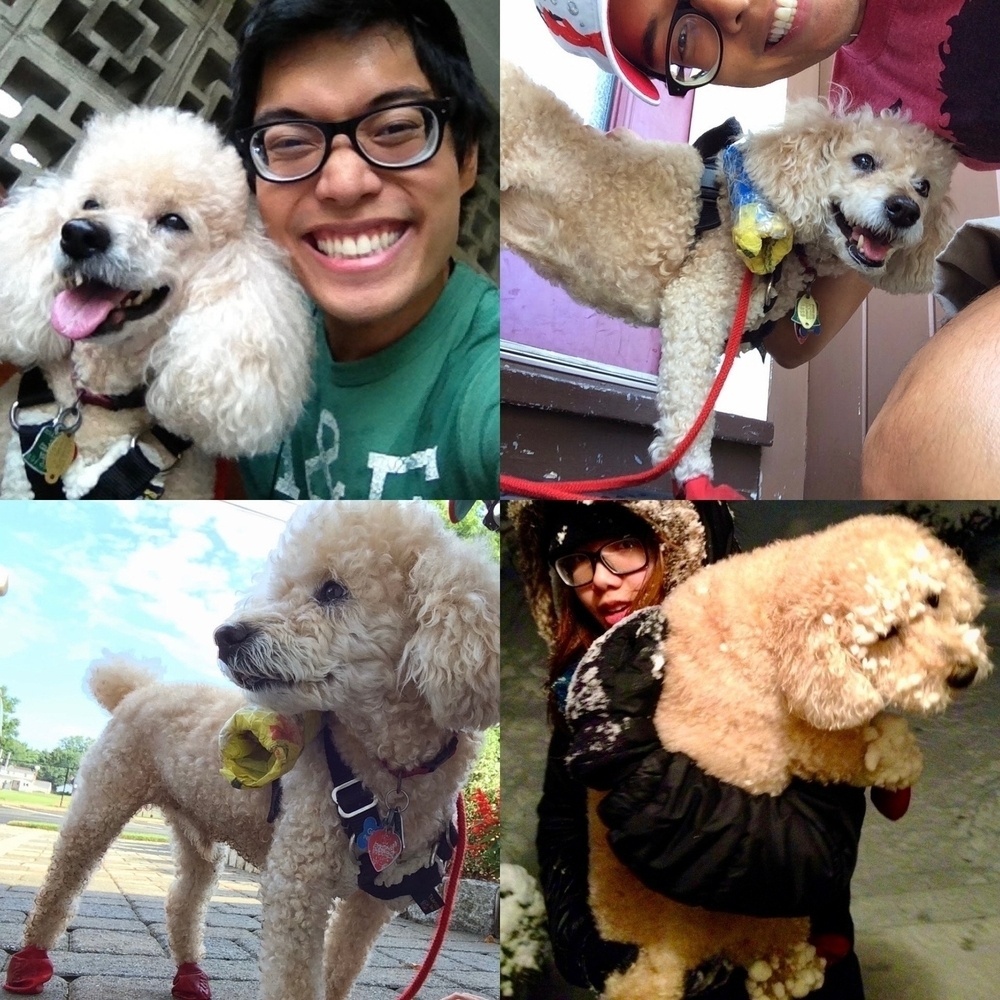 This collage features multiple photos of a man and a dog. The man, wearing glasses, is seen smiling and enjoying time with the dog, who is a curly-haired, light-colored poodle. Each photo captures different moments and settings, reflecting the bond between them. In one photo, the man is holding the dog in the snow, while in others, they are outside in warmer weather.