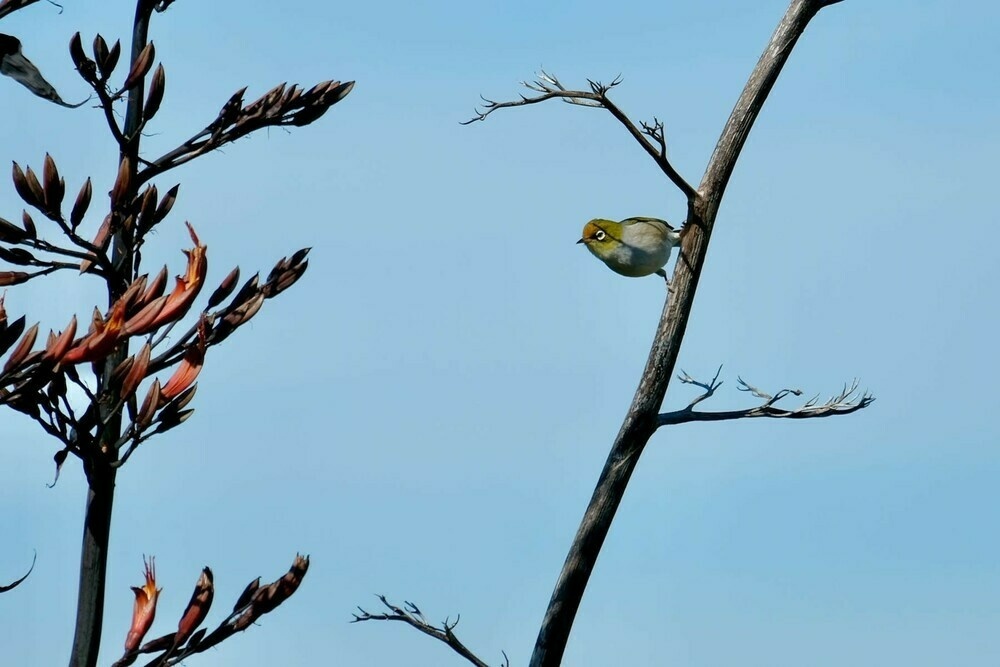 Tiny greenish bird holding onto a vertical branch. 