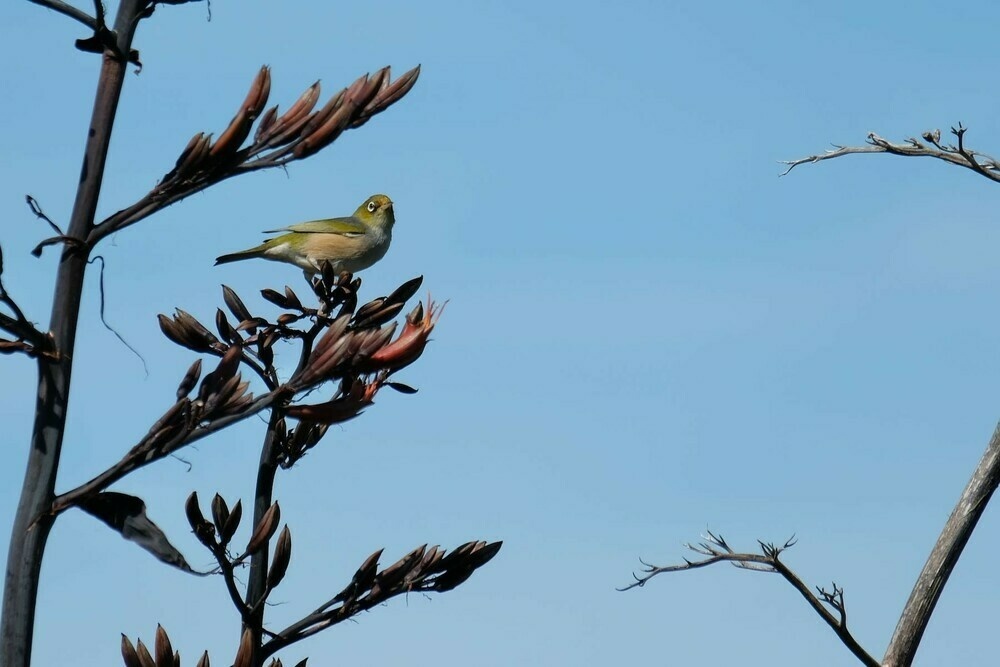 Tiny greenish bird standing on a branch. 