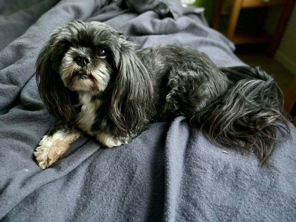 Small black dog with white front paws on a grey background. 