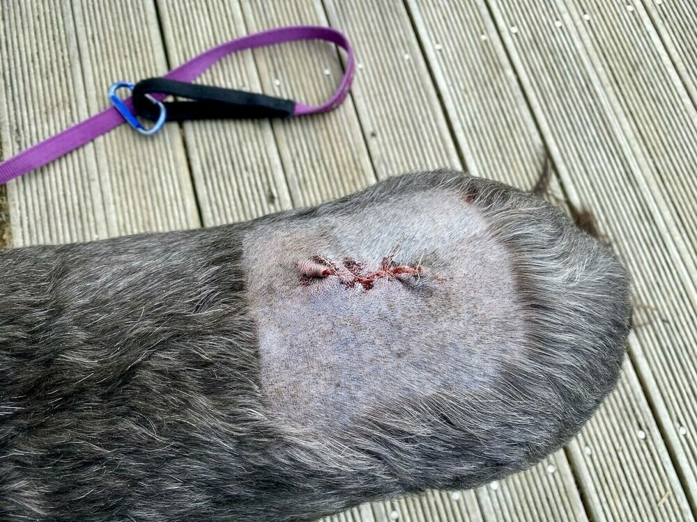 Sutured wound in a shaved area on a dog’s back. 