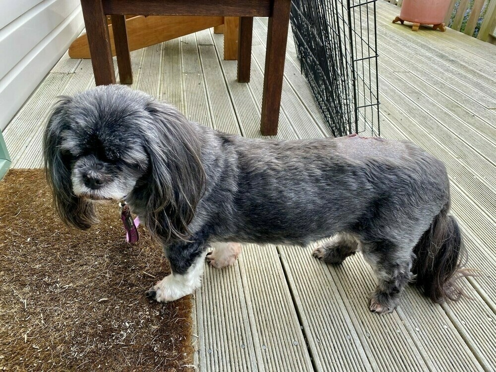 SMall black dog waiting at the door. 