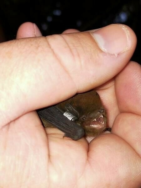 Long-tailed bat in a person’s hand. Credit: Department of Conservation. 