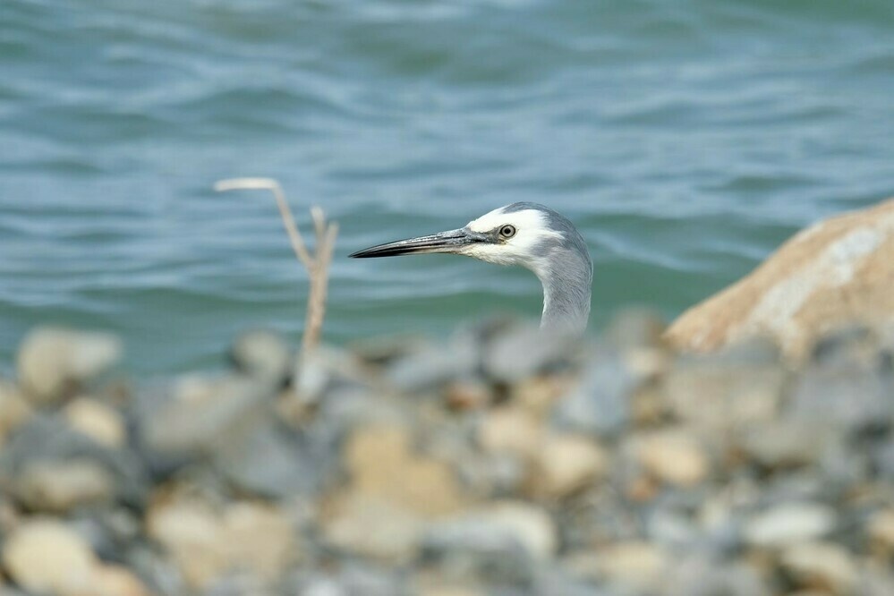 Bird head poking out above shingle bank. 