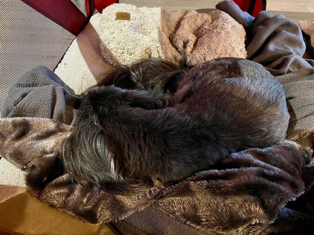 Small black dog sleeping in a soft crate. 