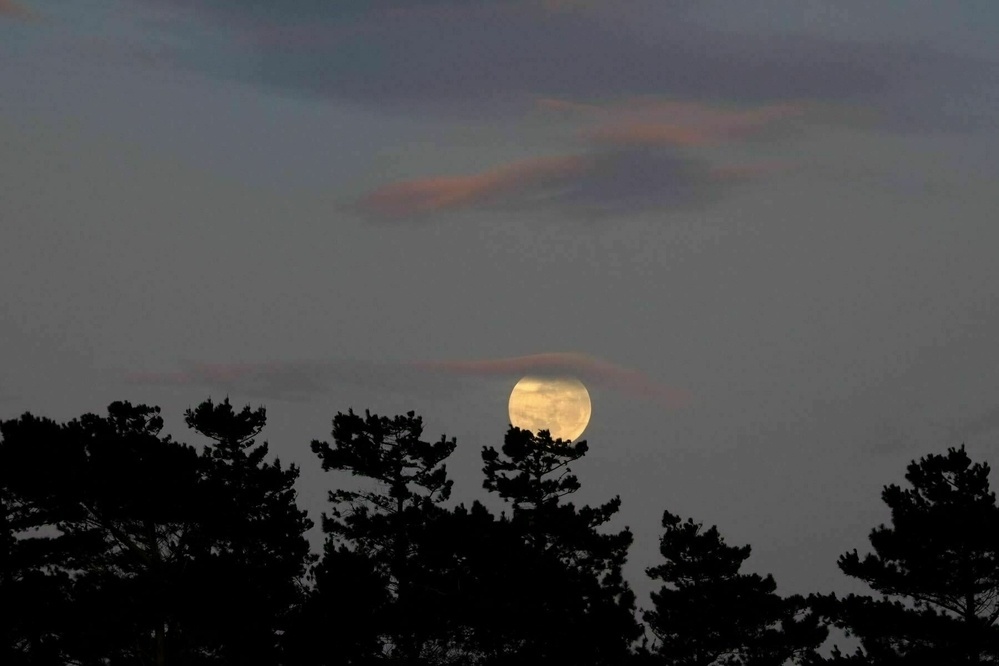 Full moon setting behind trees, with a cap of cloud. 