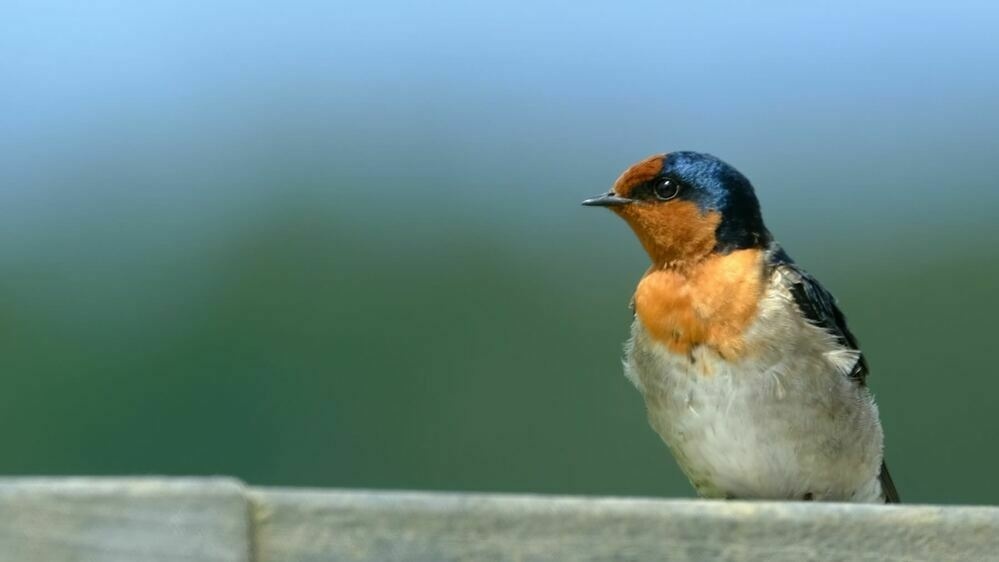 Swallow on the railing through the window. 