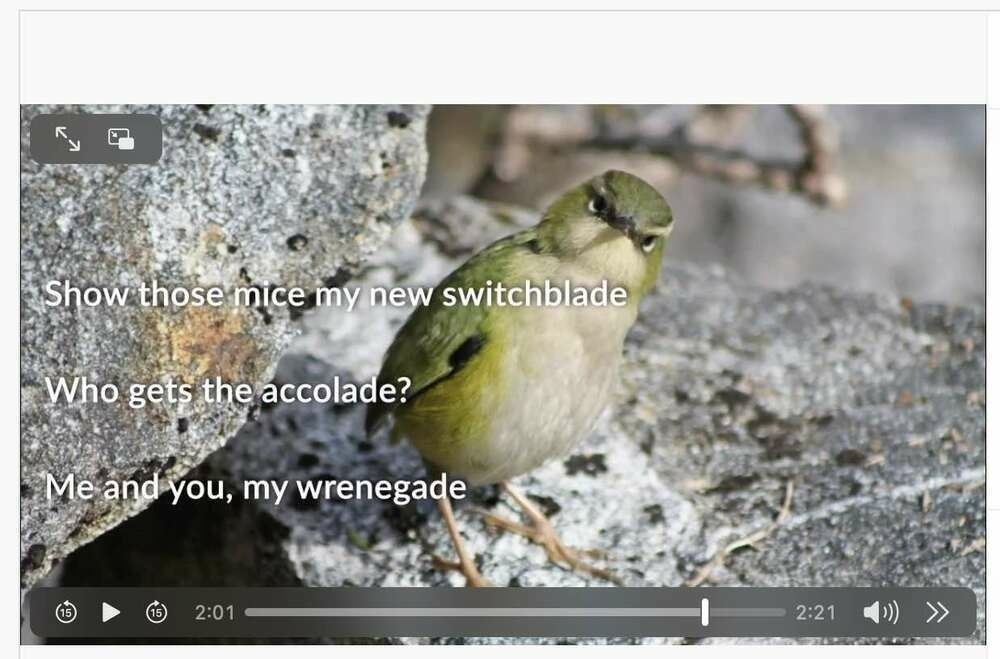 Screenshot of Rock Wren from the video. 