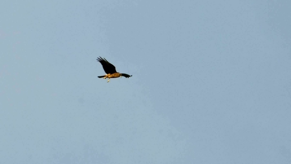 Circling hawk with wings spread and talons extended. 