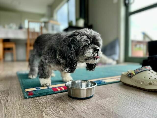 Small black dog chewing some food, with tongue sticking out. 