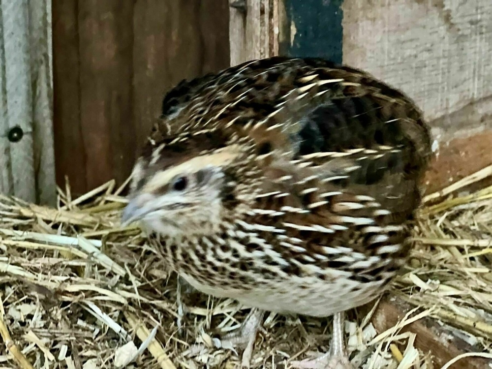 Stripy quail, with slightly out of focus face, standing on straw. 
