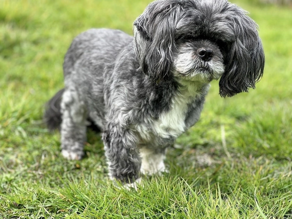 Small old black dog on grass, looking at the camera through a mop of hair. 