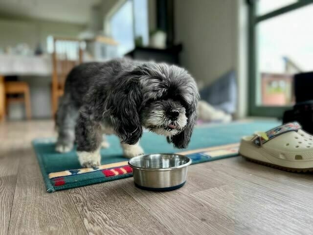 Small black dog by food bowl, with tongue almost sticking out. 