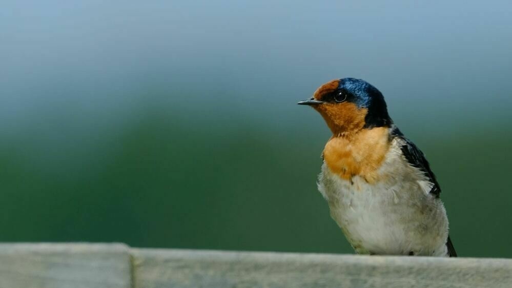 Swallow on the railing through the window. 