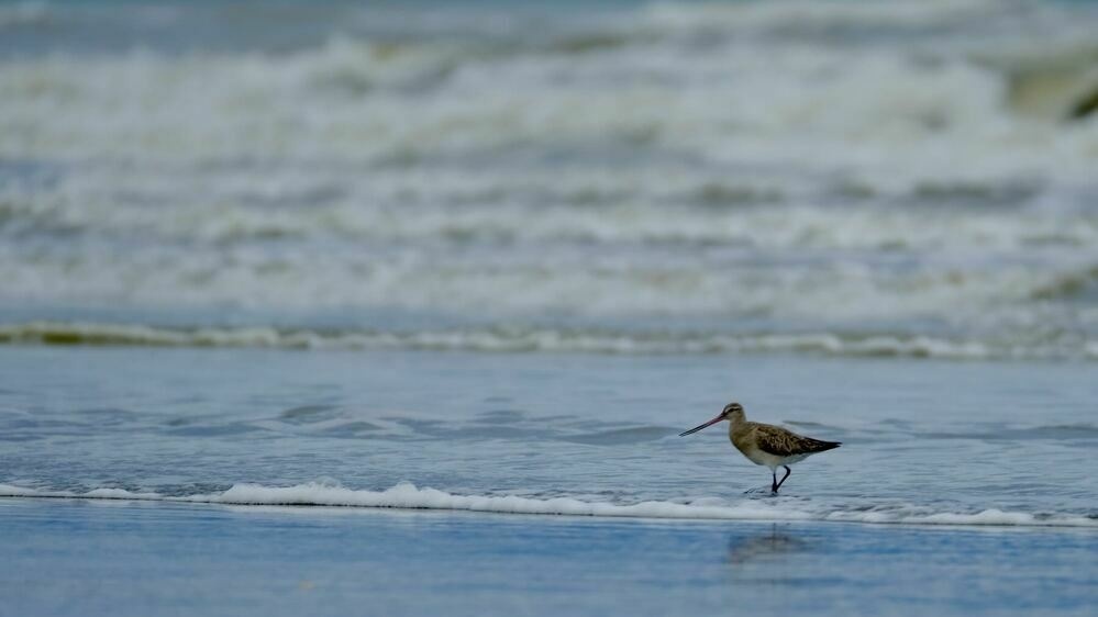 One long-beaked wading bird in the beach shallows. 