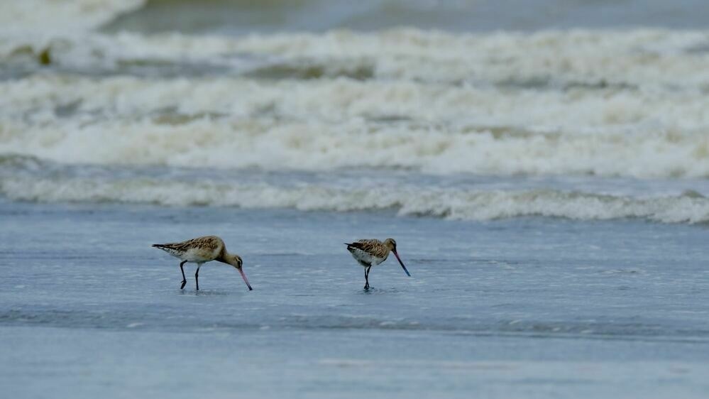 Two long-beaked wading birds in the beach shallows. 