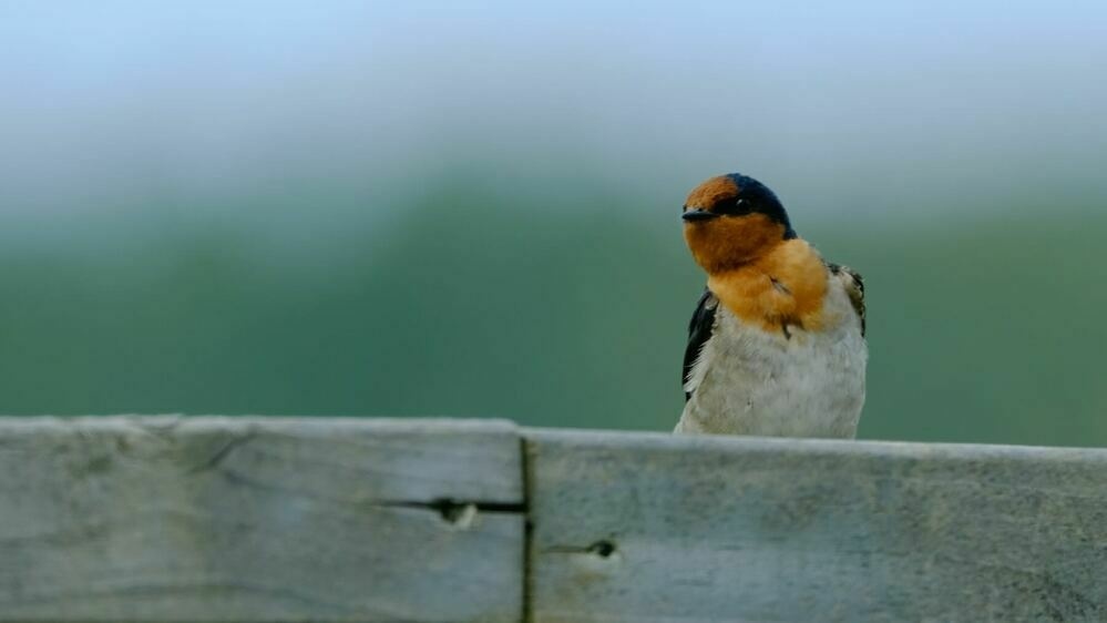 Swallow on the railing through the window. 