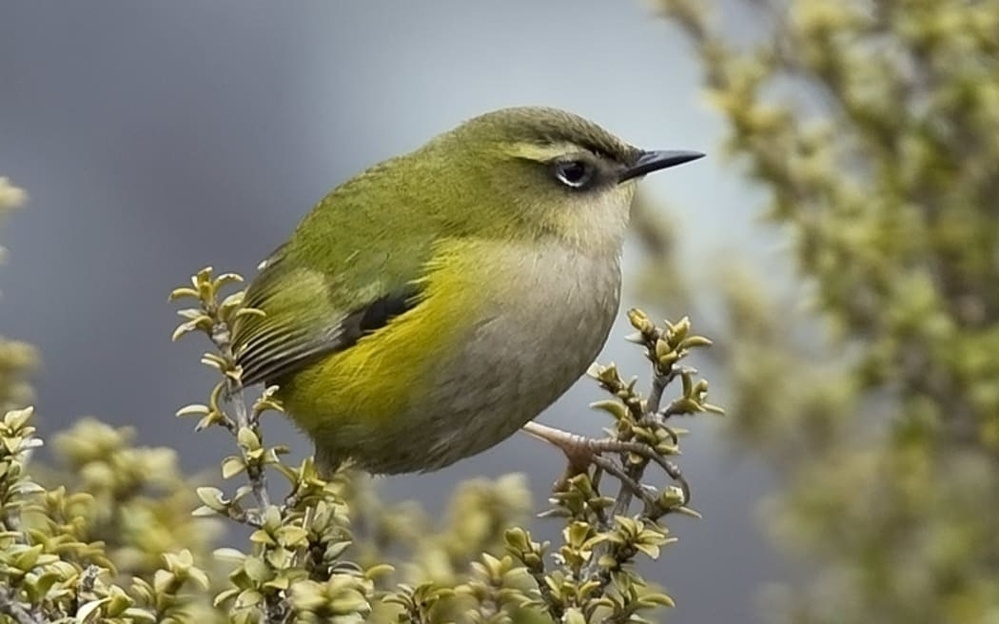 The pīwauwau photo by Andrew. 