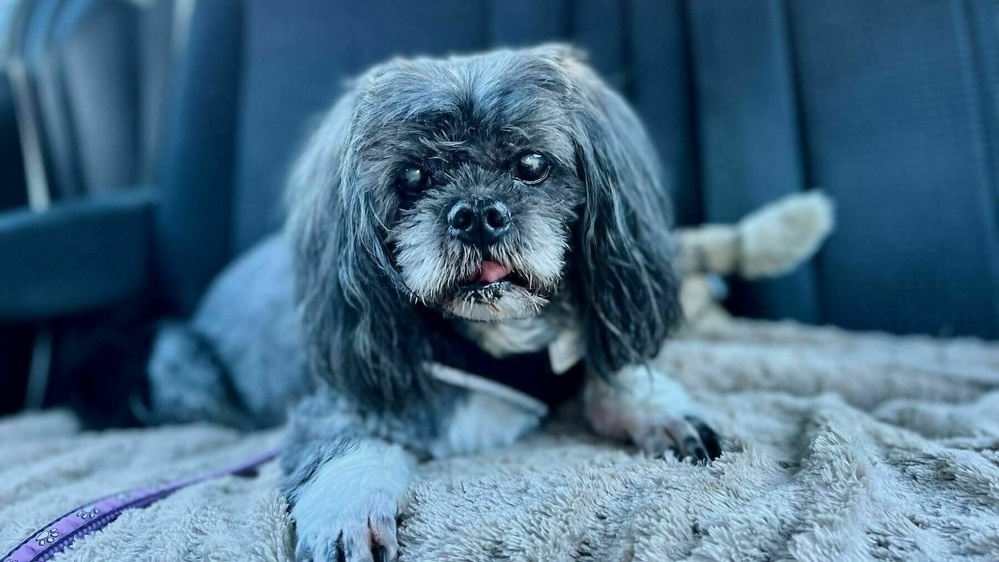 Small black dog on car seat, looking a bit woozy. 