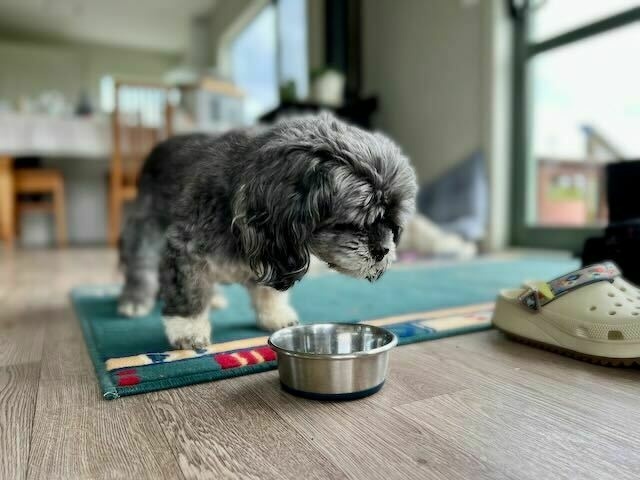 Small black dog at food bowl. 