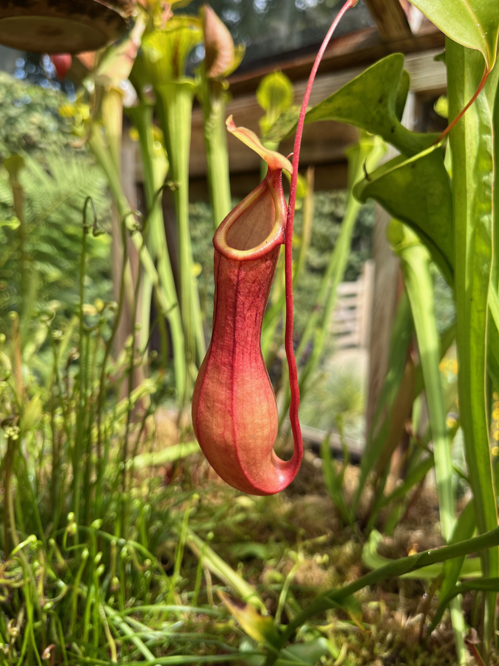 A hanging pitcher plant with a pink tone, against a background of other green carnivorous plants in a greenhouse.