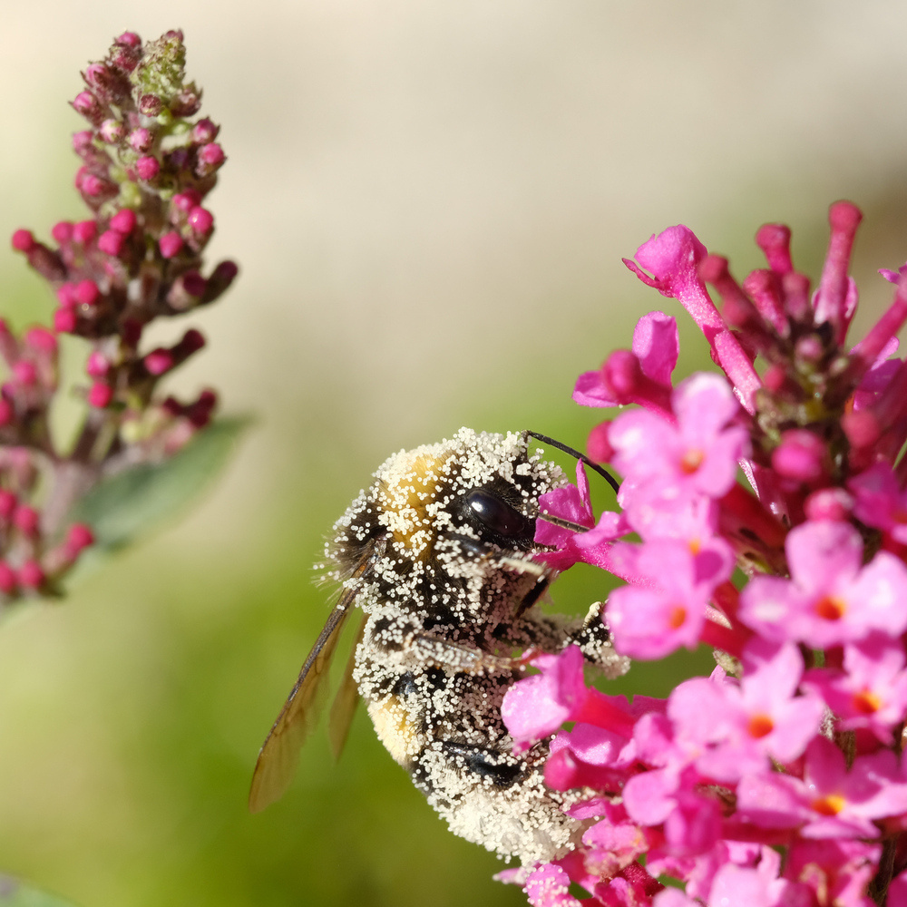 Bumblebee covered in pollen 01