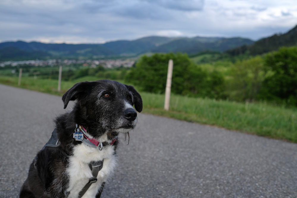 Portrait of Bijou during a hike