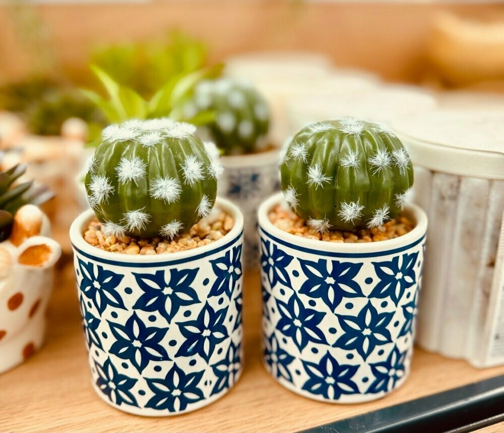 Cacti in blue and white patterned pots.