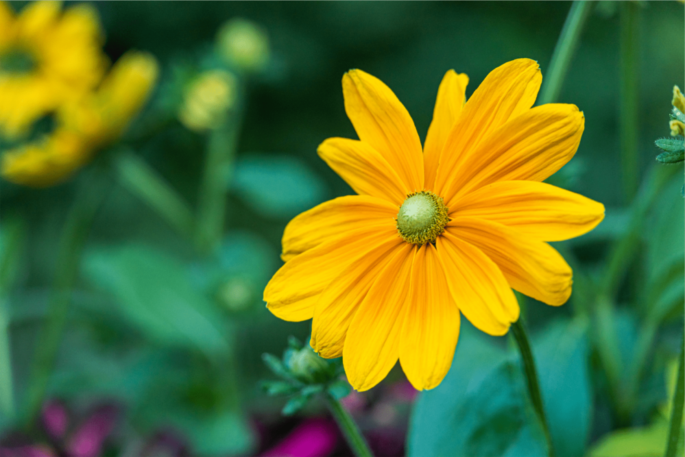 The image shows a close-up of a vibrant yellow flower with a green center where the seeds are likely housed, a characteristic of the daisy family. The petals are broad and slightly irregular, with delicate veins visible on closer inspection. The background is blurred with hints of greenery and possibly other flowers, giving the photo a shallow depth of field that draws attention to the flower in the foreground. The lighting appears natural and soft, suggesting an outdoor setting, possibly a garden. The overall mood is fresh and serene, with the yellow tone standing out against the cooler green backdrop.