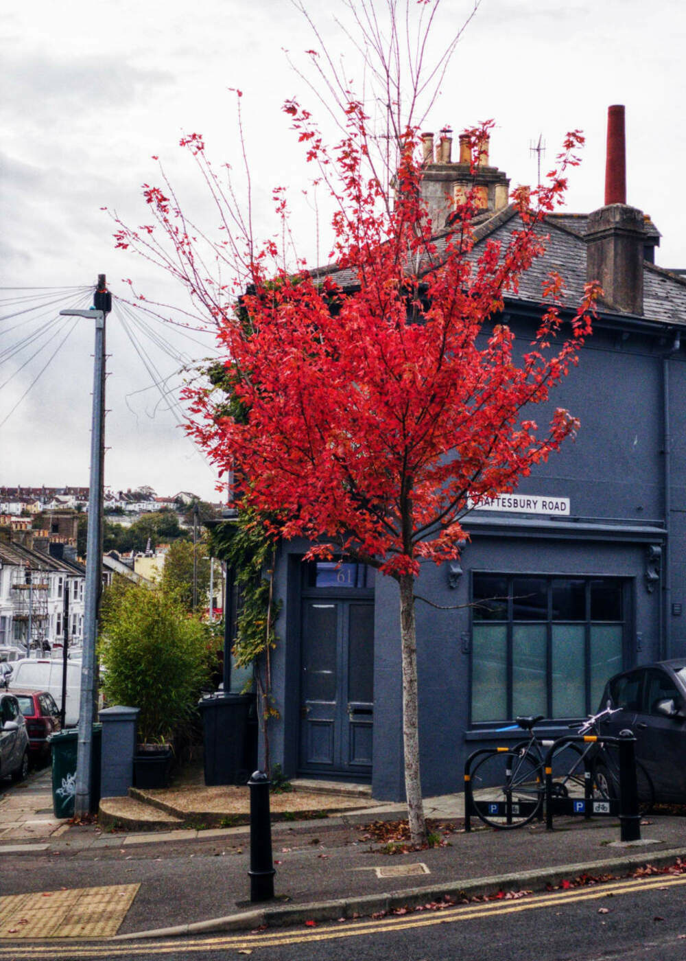 Tree with bright red leaves on the corner of a residential street.