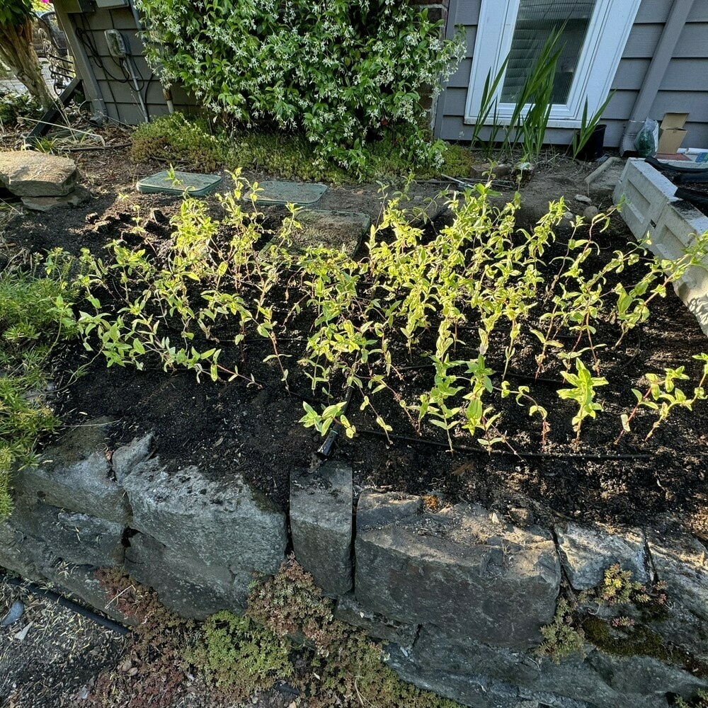 Flower bed above a rock wall with 250-ish zinnia seed starts.