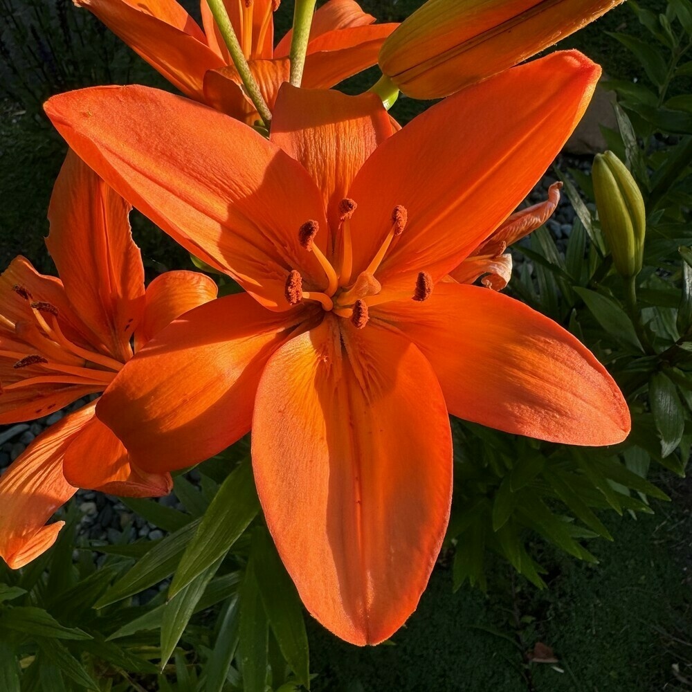Vibrant orange lily with warm sunset light coming from the right.