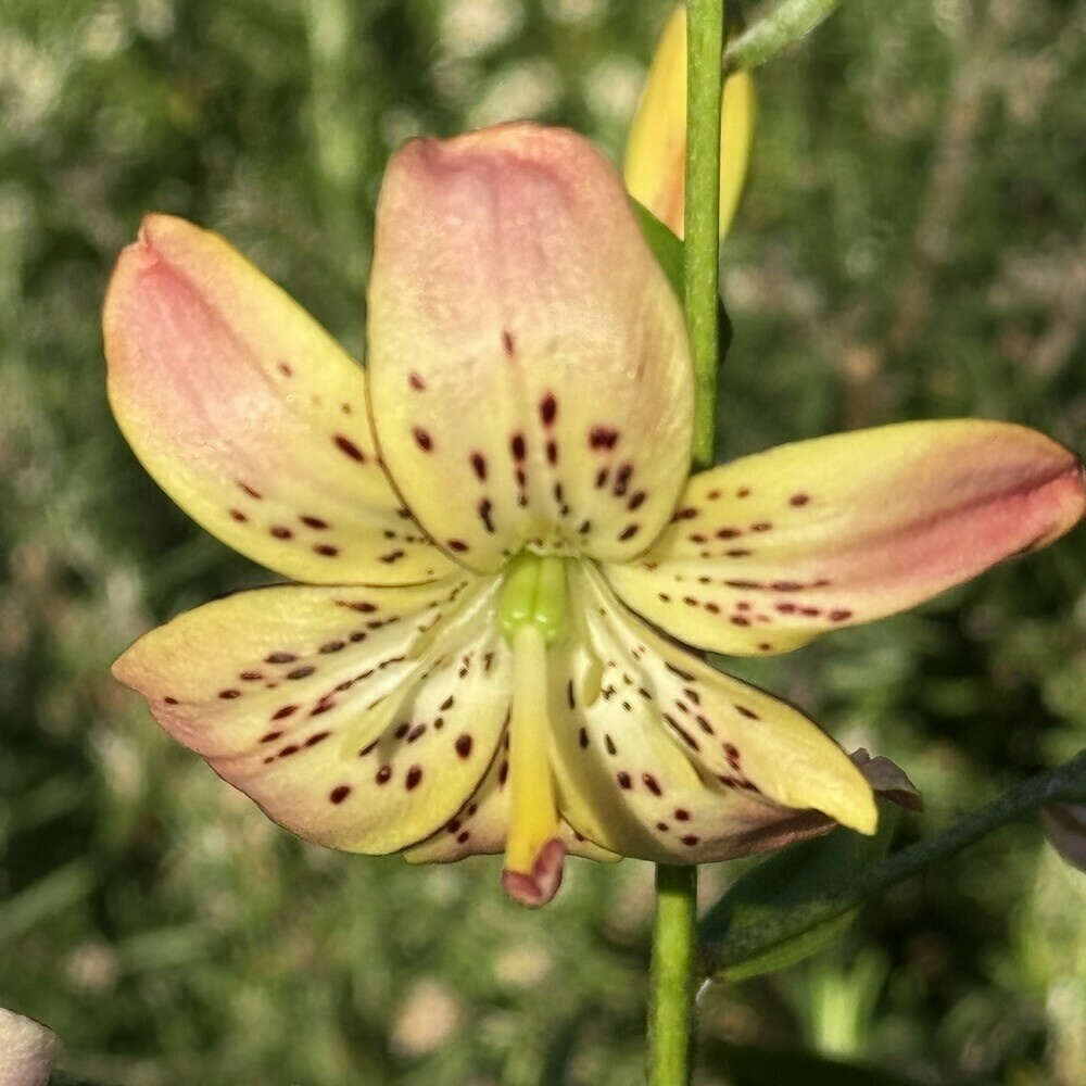 Small lily bloom with yellow petals fading to pink at the tips and some dark red spots in the center.