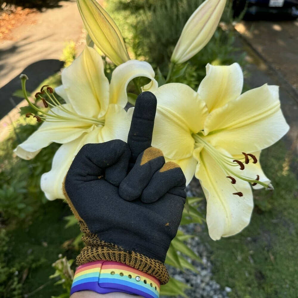 A pair of giant yellow lily blooms, maybe 8” in diameter, with me wearing a gardening glove and pride watch wristband, flipping them off.