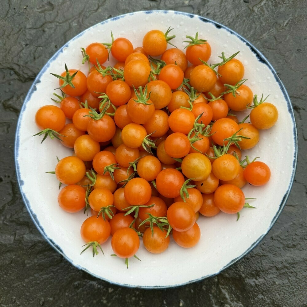 Same bowl, but viewed from above to show the mass of sungolds, maybe 150 of them?