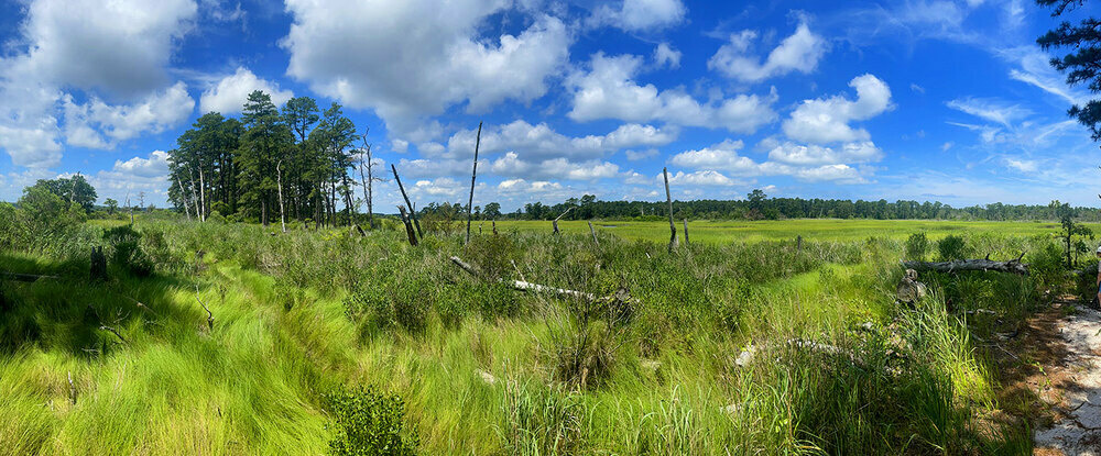 Panoramic of the marsh