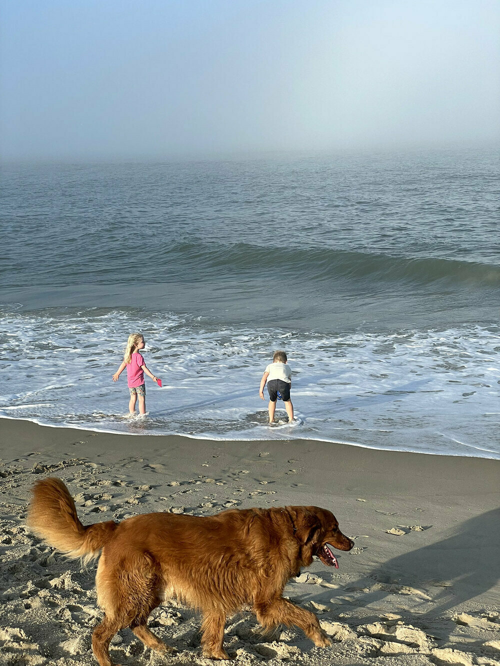My golden retriever running towards the ocean with my two kids in the background