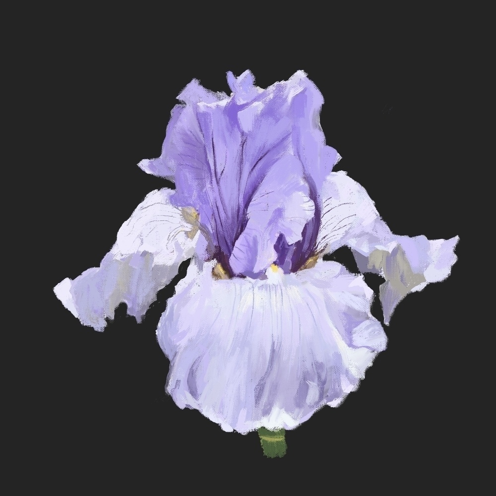 Auto-generated description: A digital painting of a single purple and white iris flower is displayed against a dark gray background.