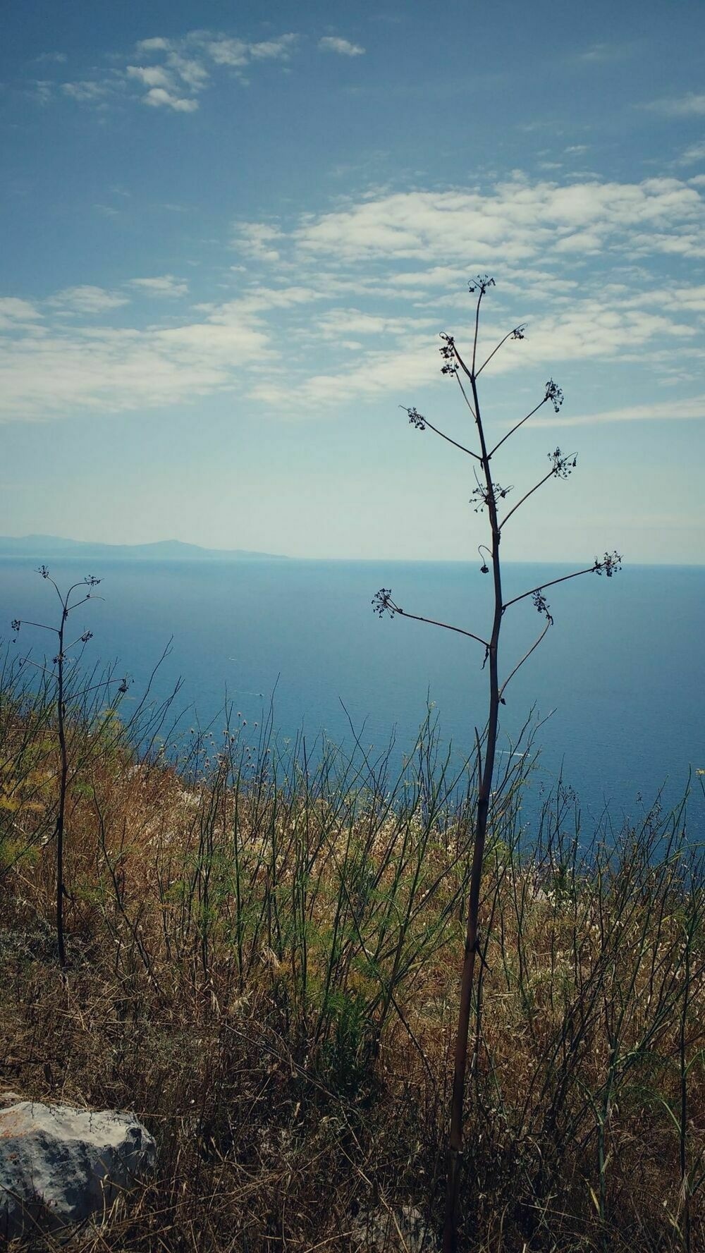 Gulf of Salerno seen from Monte San Constanzo, a bright blue mediterranean sea under a bright blue sky bearing some white clouds. And a dry plant in the foreground. Warm colours.