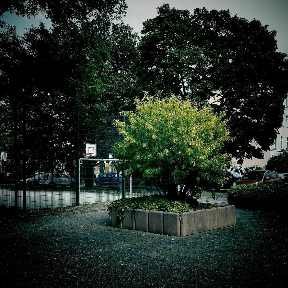 A concrete place with a bush surrounded by concrete elements in the middle. Basketball field im the back.