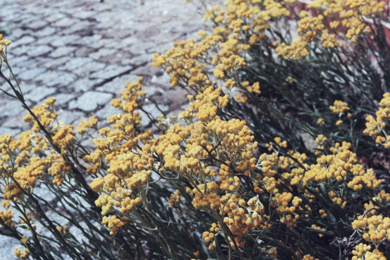 A bush of yellow blossoms close to an old rocky street.