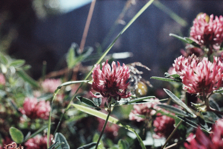 Pink blossoms in green, closeup.