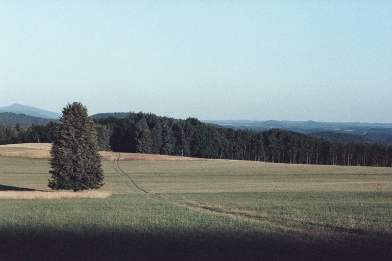 A meadow down a soft hill. One tree left of a path, forest in the middle of the picture, more hills on the horizon. Warm late light.