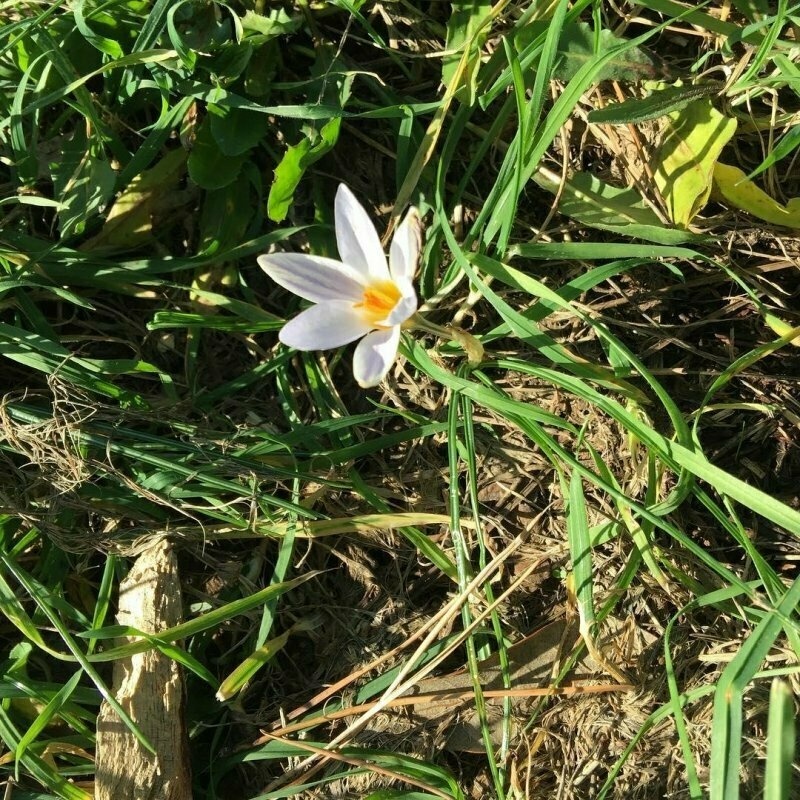 Three successive days of sunshine and the crocuses are out in force. This sparks joy.
