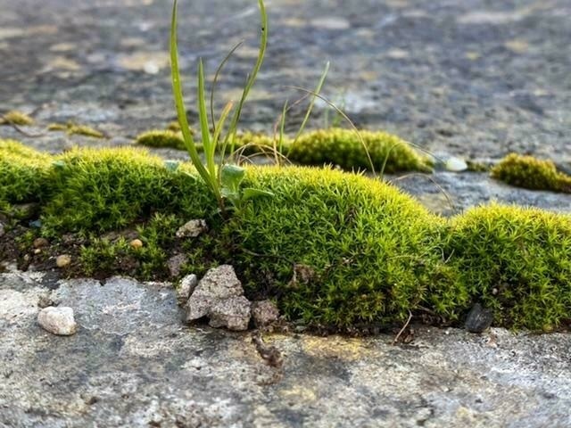 Mosses’ attachment to stone