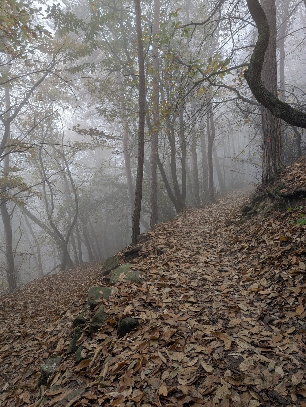 Unterwegs im Nebel im Pfälzer Wald 